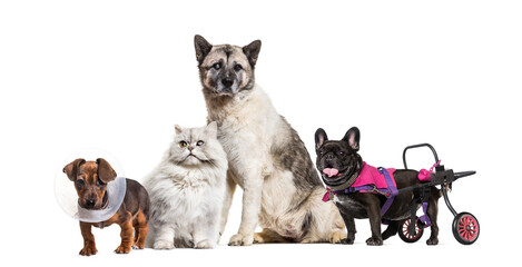 Inclusive group of animals in sick and poor health, with a dog in a wheelchair, a cat and a dog blind in one eye, and a dog wearing a cone.