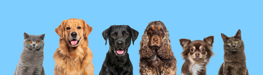 Heads of happy cats and dogs of various sizes and breeds lined up on a large banne and looking at the camera, against blue background