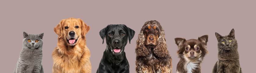 Heads of happy cats and dogs of various sizes and breeds lined up on a large banne and looking at the camera, against brown background