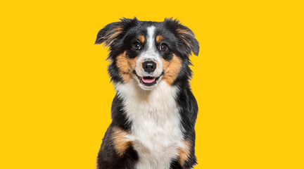 Head shot of a Happy tri-color Mongrel dog looking at the camera, yellow background