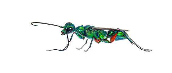 Side view of a Emerald cockroach wasp, Ampulex compressa, isolated on white