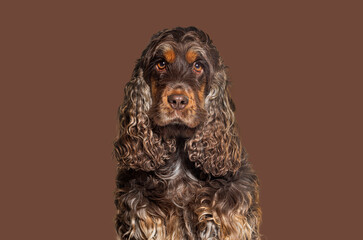 Head shot of a English cocker spaniel looking at the camera, against brown background