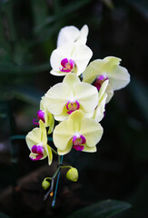 Yellow orchid in the gaden