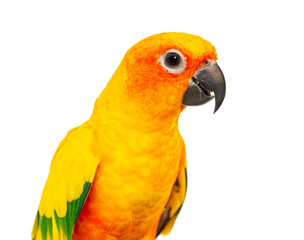 Close-up Head shot of a colorful sun conure parrot, Aratinga solstitialis, against a pure white background © Eric Isselée