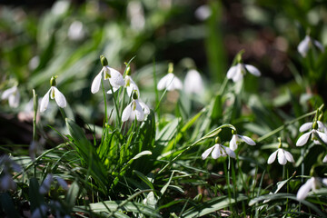 Beautiful flowers of the Galanthus nivalis snowdrop in spring against a forest background on a sunny day.