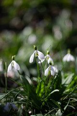 Beautiful flowers of the Galanthus nivalis snowdrop in spring against a forest background on a...