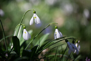 Beautiful flowers of the Galanthus nivalis snowdrop in spring against a forest background on a...