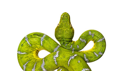 Head shot of an Adult Emerald tree boa, Corallus caninus, isolated on white