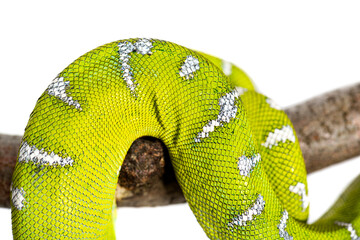 Macro shot of a vivid green Adult Emerald tree boa, Corallus caninus, skin with intricate scale patterns, isolated on white
