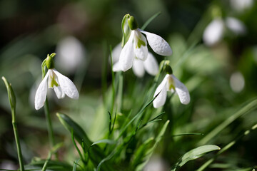 Beautiful flowers of the Galanthus nivalis snowdrop in spring against a forest background on a sunny day.