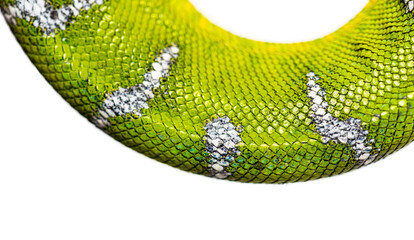 Macro shot of a vivid green Adult Emerald tree boa, Corallus caninus, skin with intricate scale patterns, isolated on white © Eric Isselée