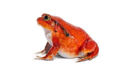 Side view portrait of a Madagascar tomato frog, Dyscophus antongilii, isolated on white © Eric Isselée