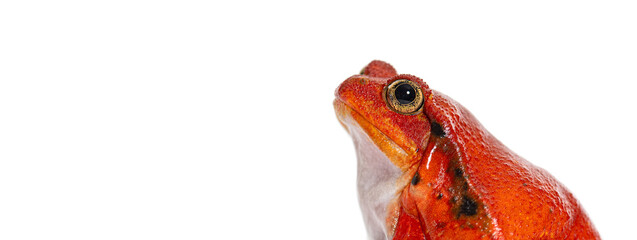 Head shot, Side view portrait of a Madagascar tomato frog, Dyscophus antongilii, isolated on white