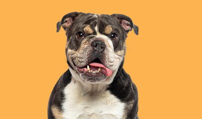 Closeup portrait of English Bulldog panting with his tongue hanging out of his mouth, against orange
