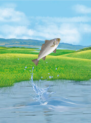 un poisson ombrine  qui saut et sort de l'eau avec splash