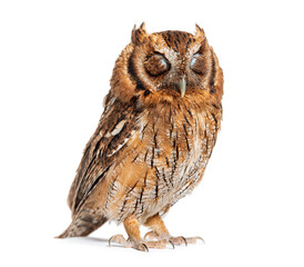 sleeping Tropical screech owl standing closed eyes, Megascops choliba, isolated on white