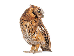 Side view of a Tropical screech owl, Megascops choliba, isolated on white © Eric Isselée