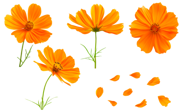 Set of orange cosmos flowers and petals on a transparent background.