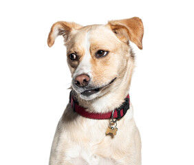 Mixed-breed dog with a red collar against a white background