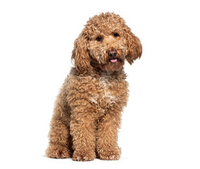 Cheerful  miniature poodle sits against a white background, looking at the camera