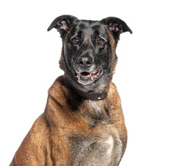 Attentive mixed breed dog portrait on white background