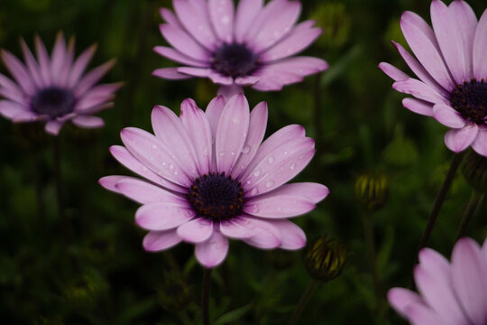 Raindrops on a purple daisy
