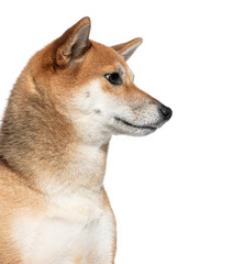 Shiba inu dog profile portrait on white background