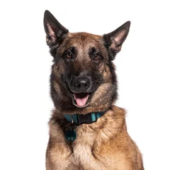 Fotobehang Portrait of a smiling Belgian malinois © Eric Isselée