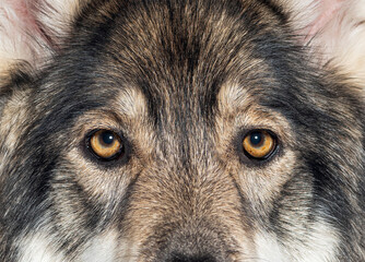 Head shot of a Timber Shepherd a kind of wolf dog very similar to a wolf, facing and looking at the camera, - 773929666