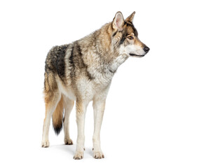 Side view of a Timber Shepherd a kind of Wolfdog, looking away, Isolated on white