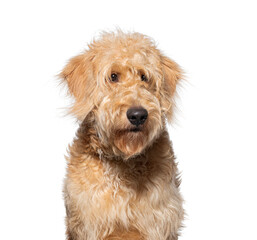 Close-up of a cute and fluffy goldendoodle against a white background