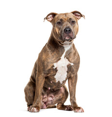 Portrait of a focused brindle Amstaff sitting elegantly against a pure white backdrop