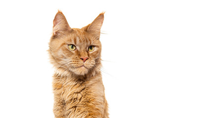 Portrait of a Young red Maine coon pawing up, isolated on white