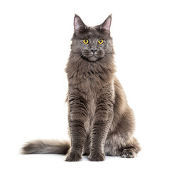 Gray Maine coon sitting, looking away, isolated on white
