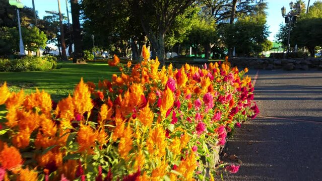 Flowers in Clive Square, Napier, Hawkes Bay, New Zealand.