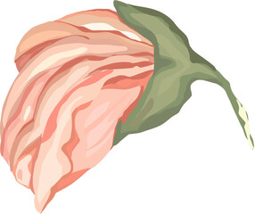 Hibiscus flower illustration on transparent background.
