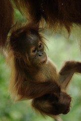 Obraz premium Bebé orangután