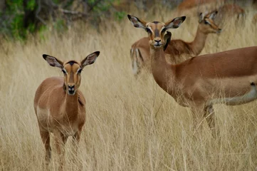 Wall murals Antelope Inpas en Safari