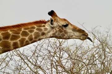 La Jirafa saca su lengua