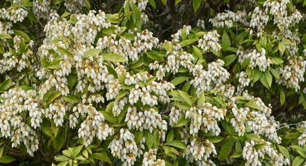 Beautiful close-up of pieris japonica