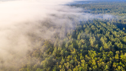 Forest Veiled in Mist: Fog Blanketing the Woodland Canopy