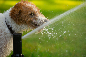 Nozzle Sprinkler: Keeping Lawn Hydrated for Dogs - 773934659