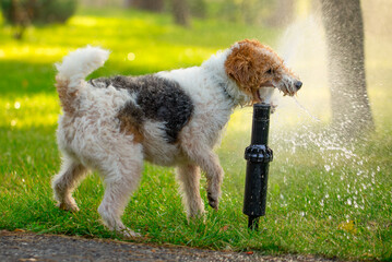 Nozzle Watering for a Pet-Friendly Lawn - 773934667
