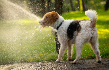 Dog-Safe Lawn Hydration: Nozzle Watering