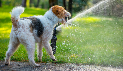 Pet-Safe Lawn Maintenance: Watering with Nozzle - 773934676