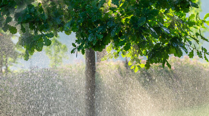 Morning Rain Among the Oaks: A Serene Symphony of Nature - 773934683