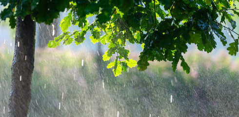 Raindrops Among the Oaks: A Morning of Renewal and Growth - 773934686
