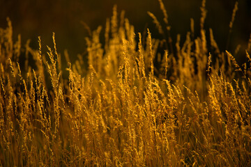 The Rustling Beauty of Cornstalks in the Evening Breeze - 773934696