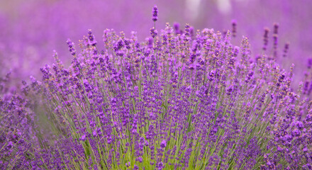 Purple Paradise: Lavender Flowers Dance in the Breeze