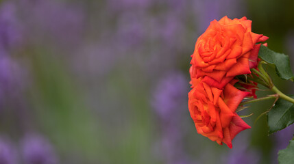 Blooming Elegance: Beautiful Roses in Full Bloom - 773934857